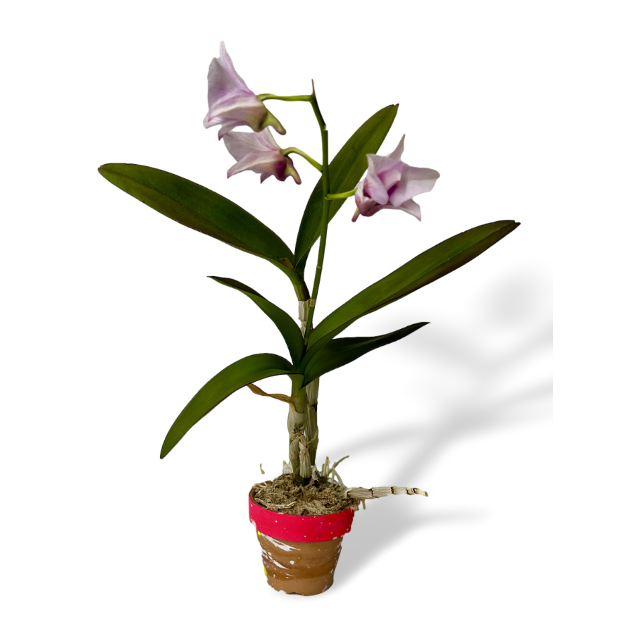 REGENERATE FLOWER　by The Healthinians /  ORCHID PLANTED IN A RED PAINTED POT