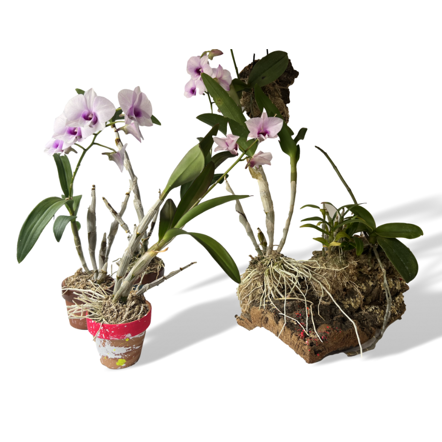 REGENERATE FLOWER　by The Healthinians /  ORCHID PLANTED IN A GRAY PAINTED POT